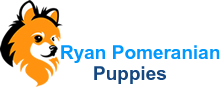 Ryan Pomeranian Pupps